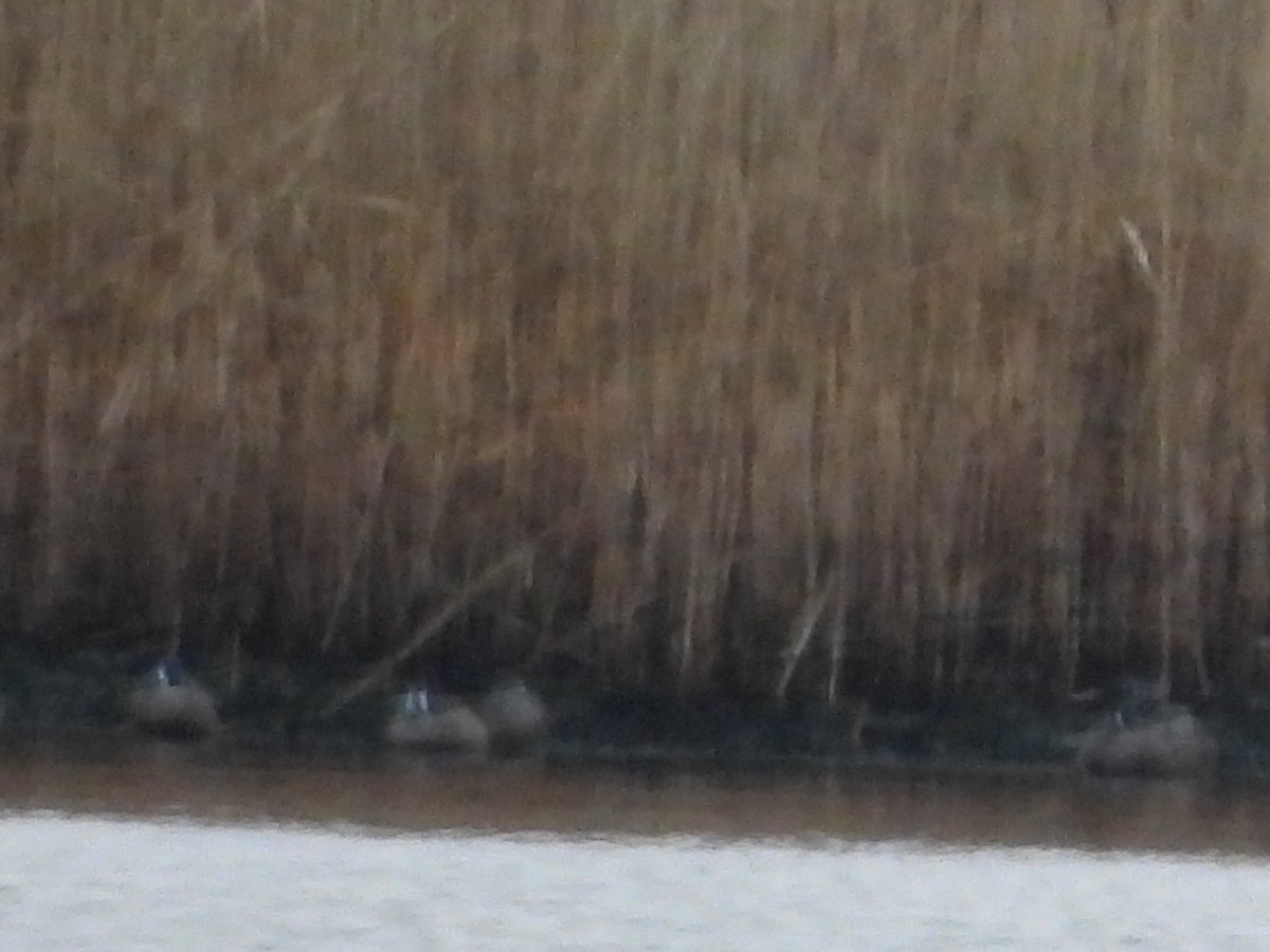 Blue-winged Teal - ML433270491