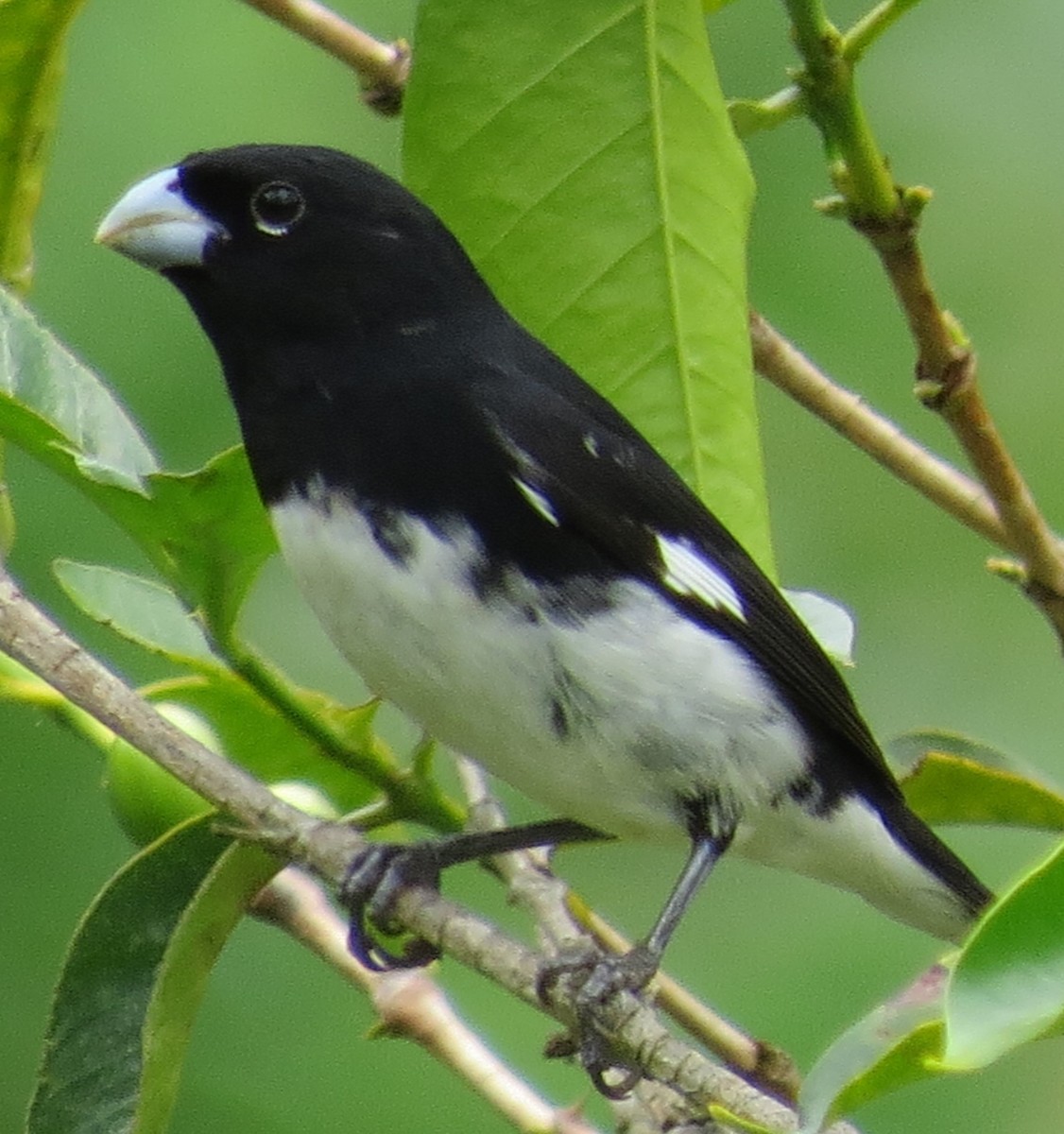 Black-and-white Seedeater - ML43327231