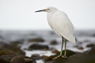 Snowy Egret