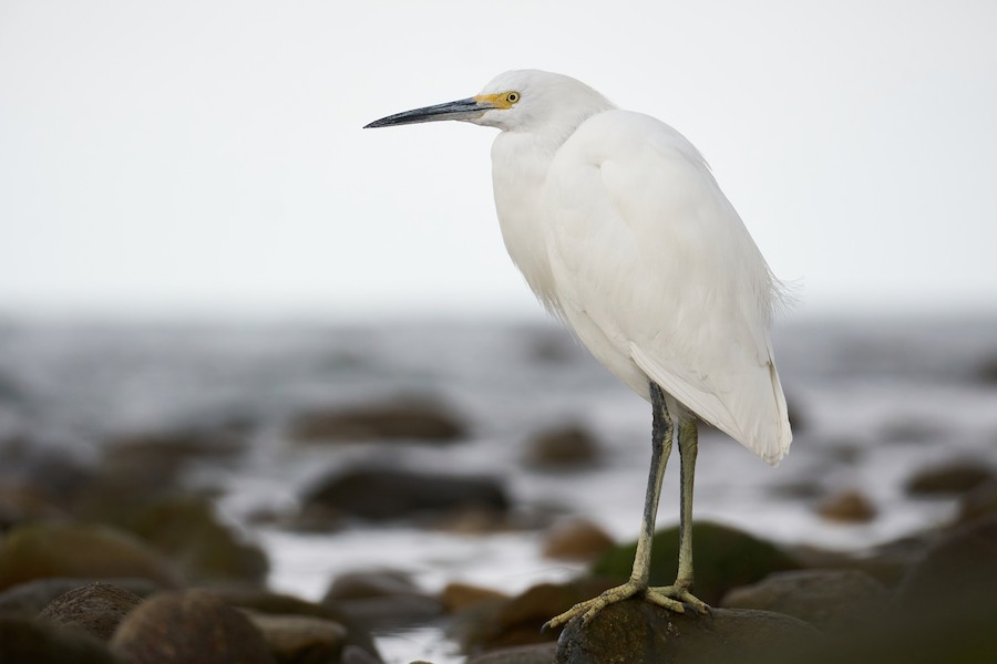 Snowy Egret