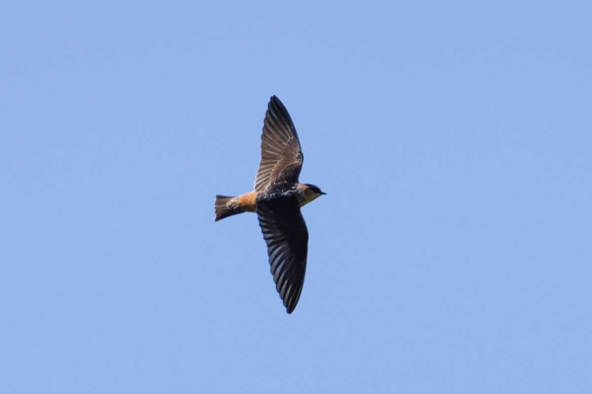 Cave Swallow - ML433279361