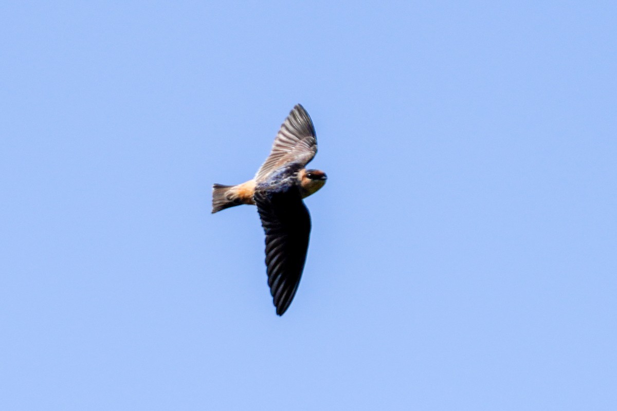 Cave Swallow - ML433279501