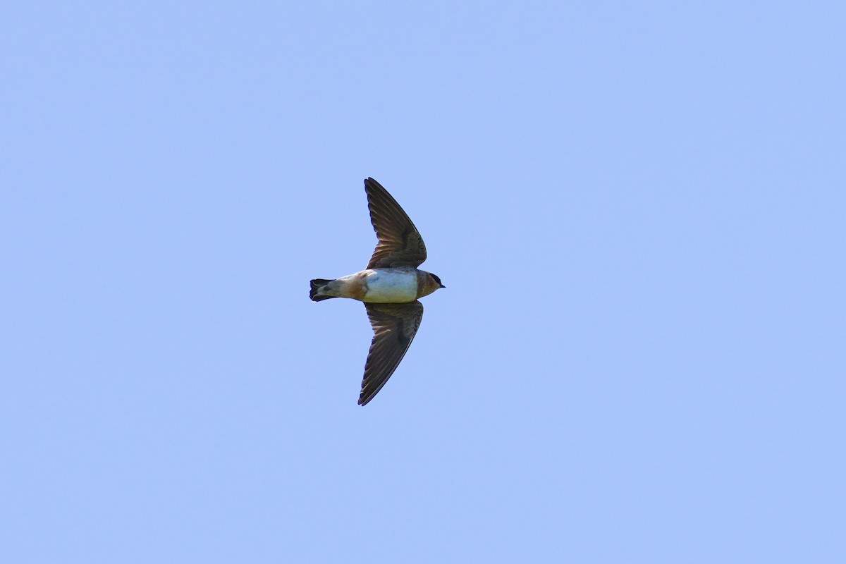 Cave Swallow - ML433279631