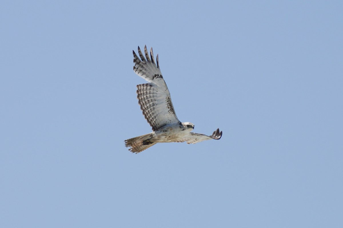 Red-tailed Hawk - ML433279841