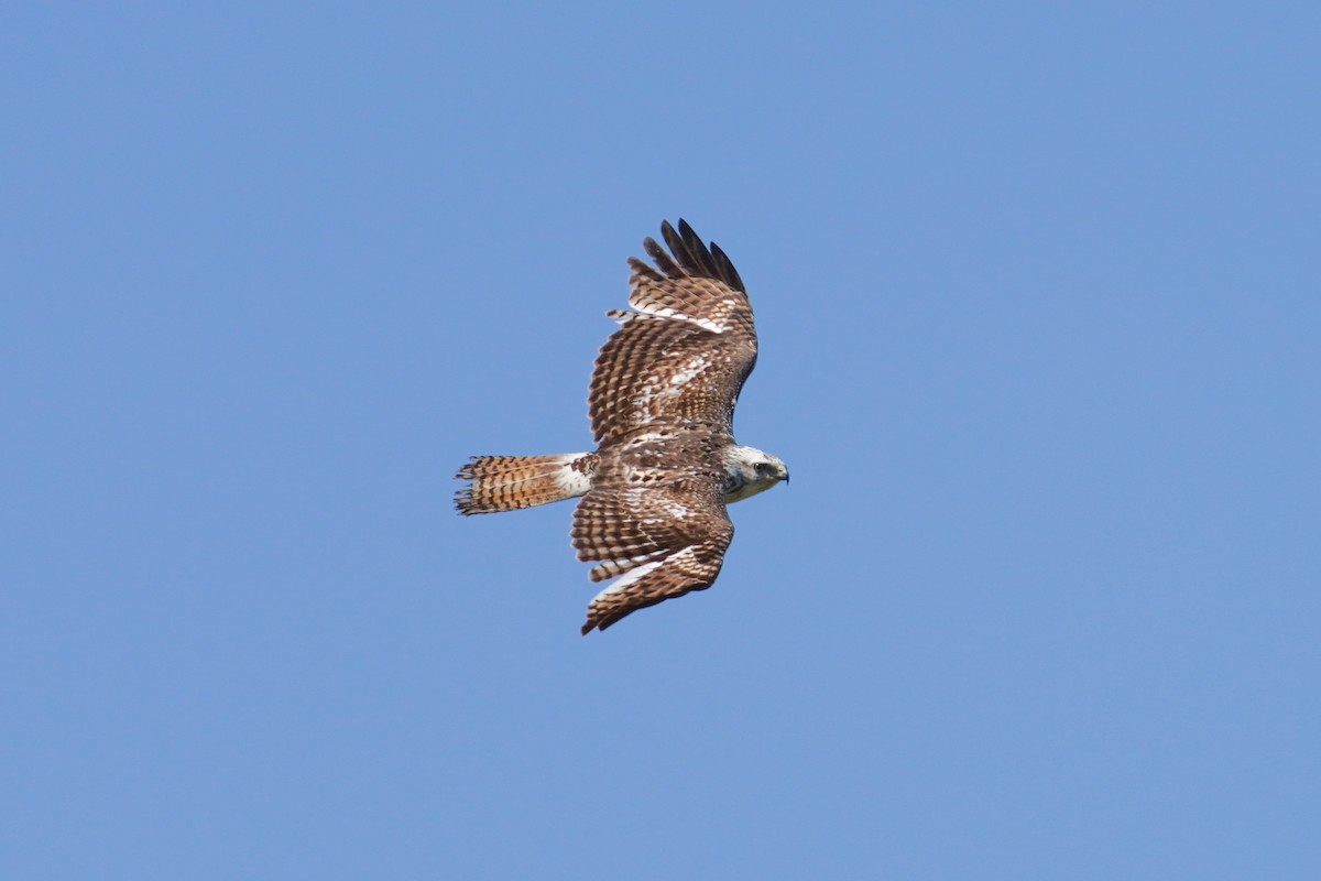 Red-tailed Hawk - ML433279881