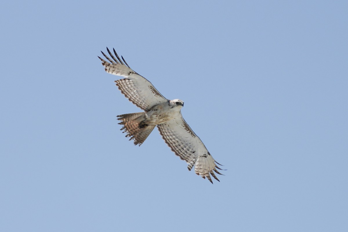 Red-tailed Hawk - ML433279901