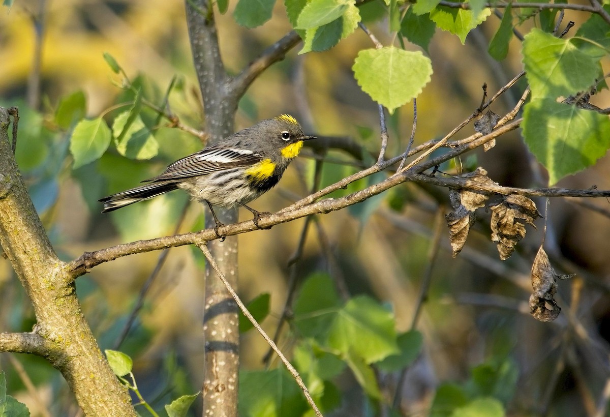 Yellow-rumped Warbler (Audubon's) - ML433286921