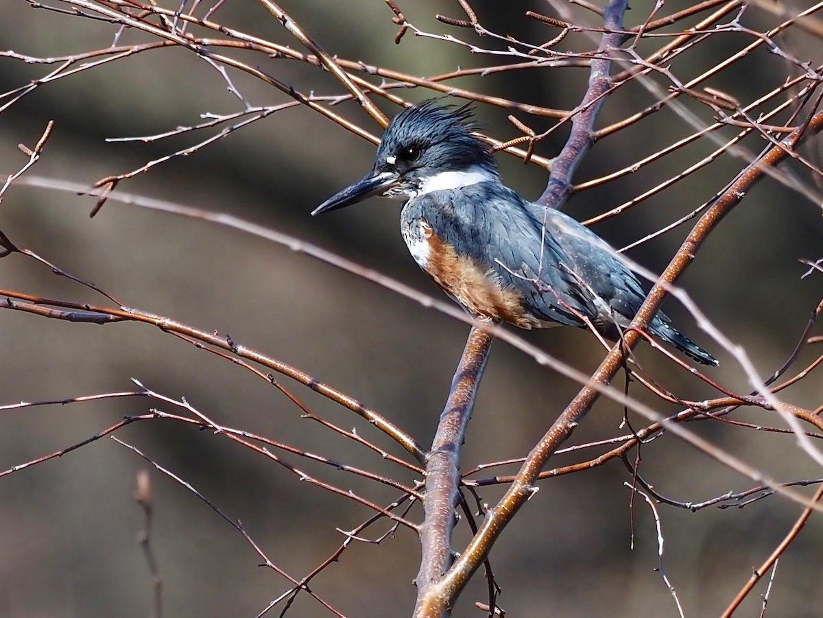 Belted Kingfisher - ML433290111