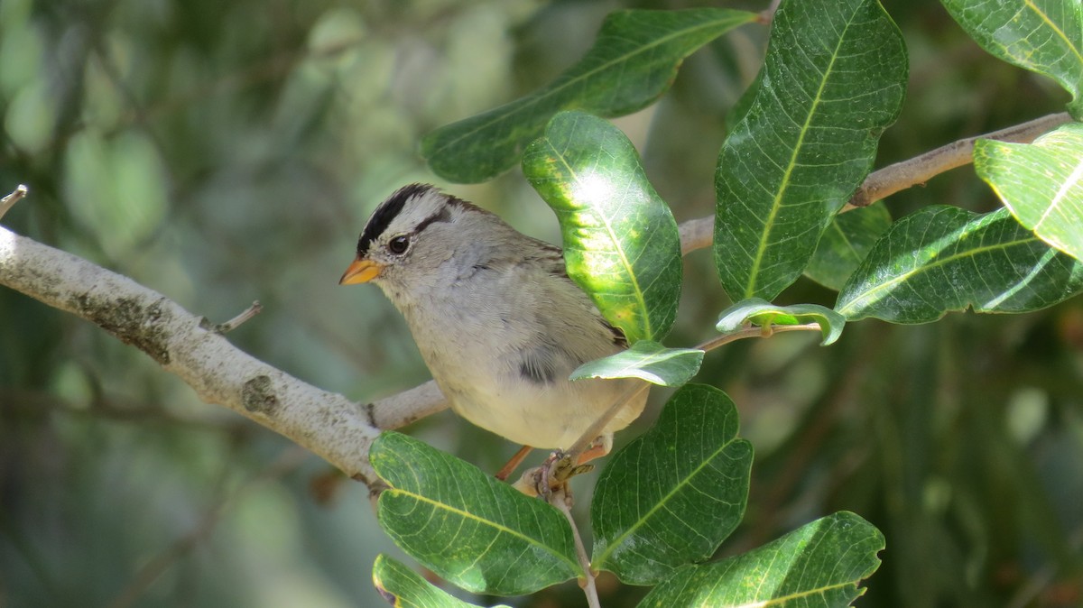 White-crowned Sparrow - ML433293991