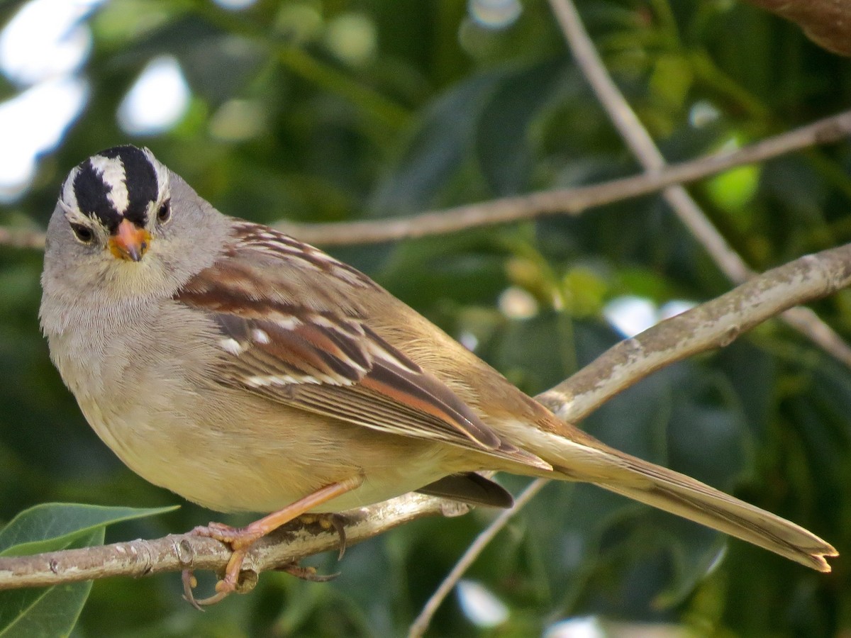 White-crowned Sparrow - ML433294131