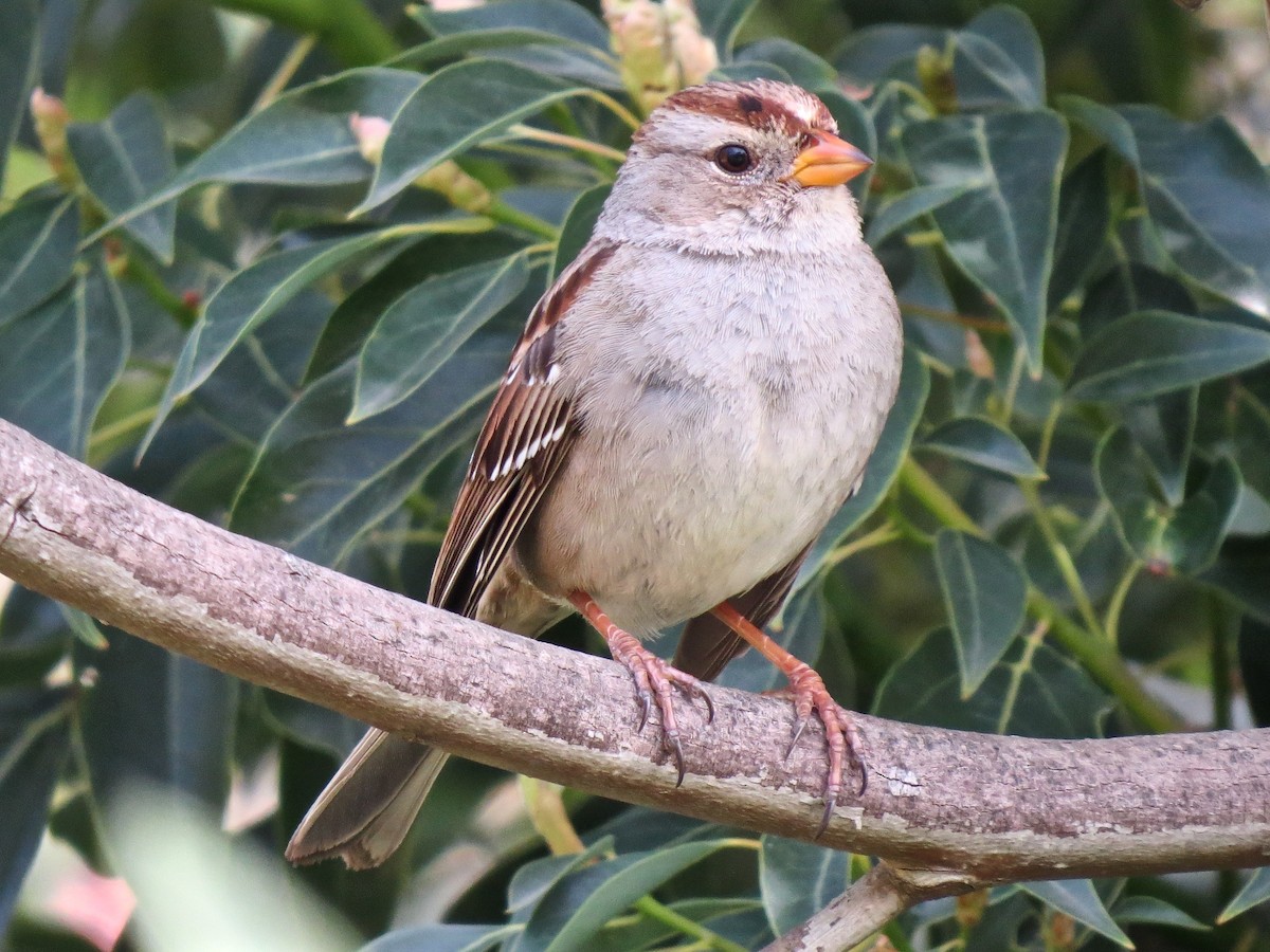 White-crowned Sparrow - ML433294191