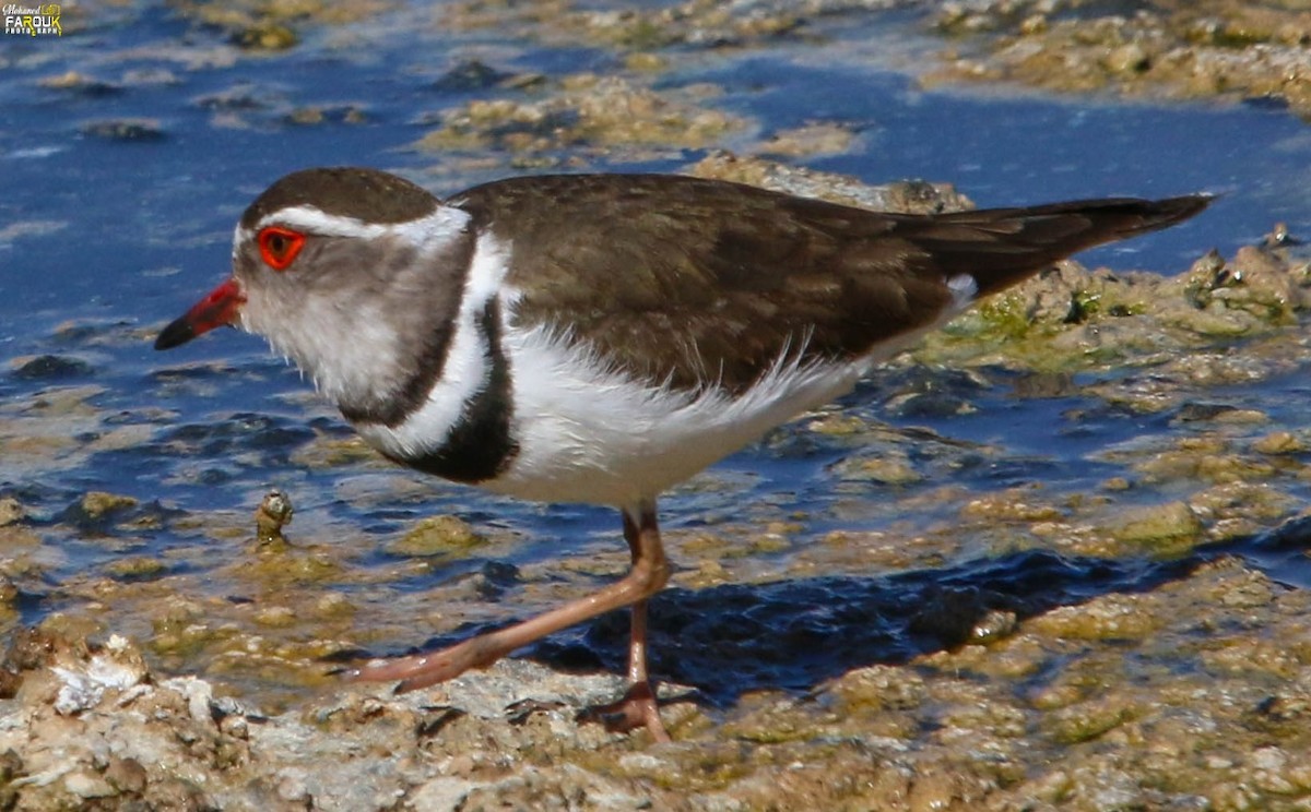 Three-banded Plover - ML433300871