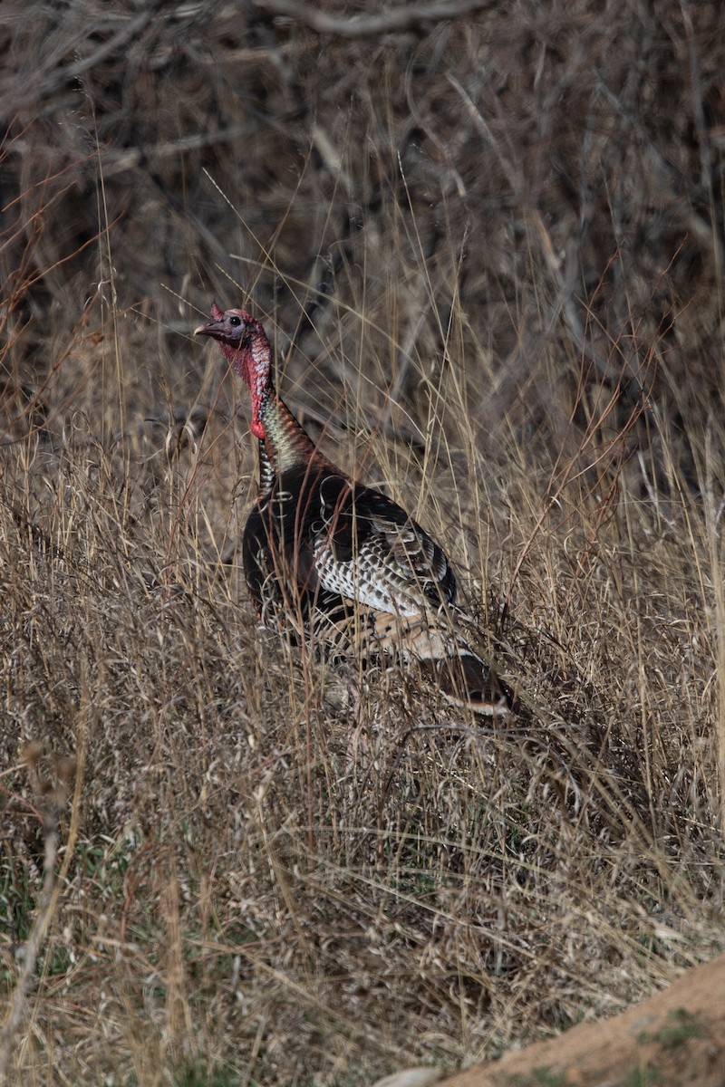 Wild Turkey - Kevin Smith