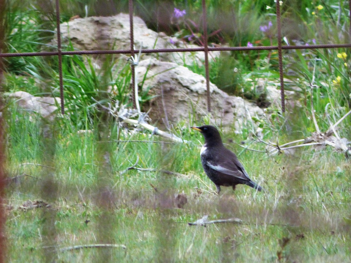 Ring Ouzel (Northern) - ML433302511