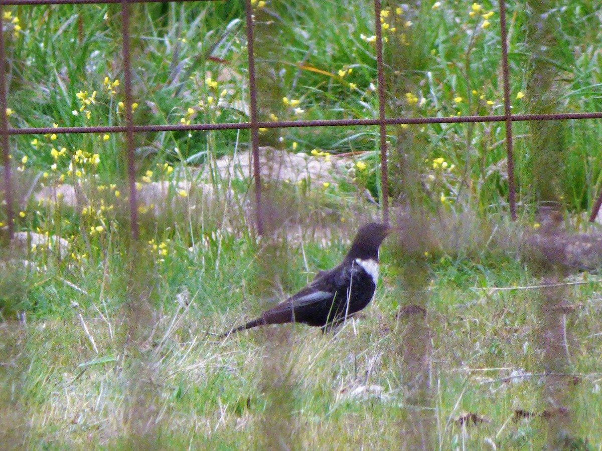 Ring Ouzel (Northern) - ML433302781