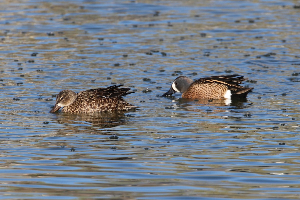 Blue-winged Teal - ML433304651