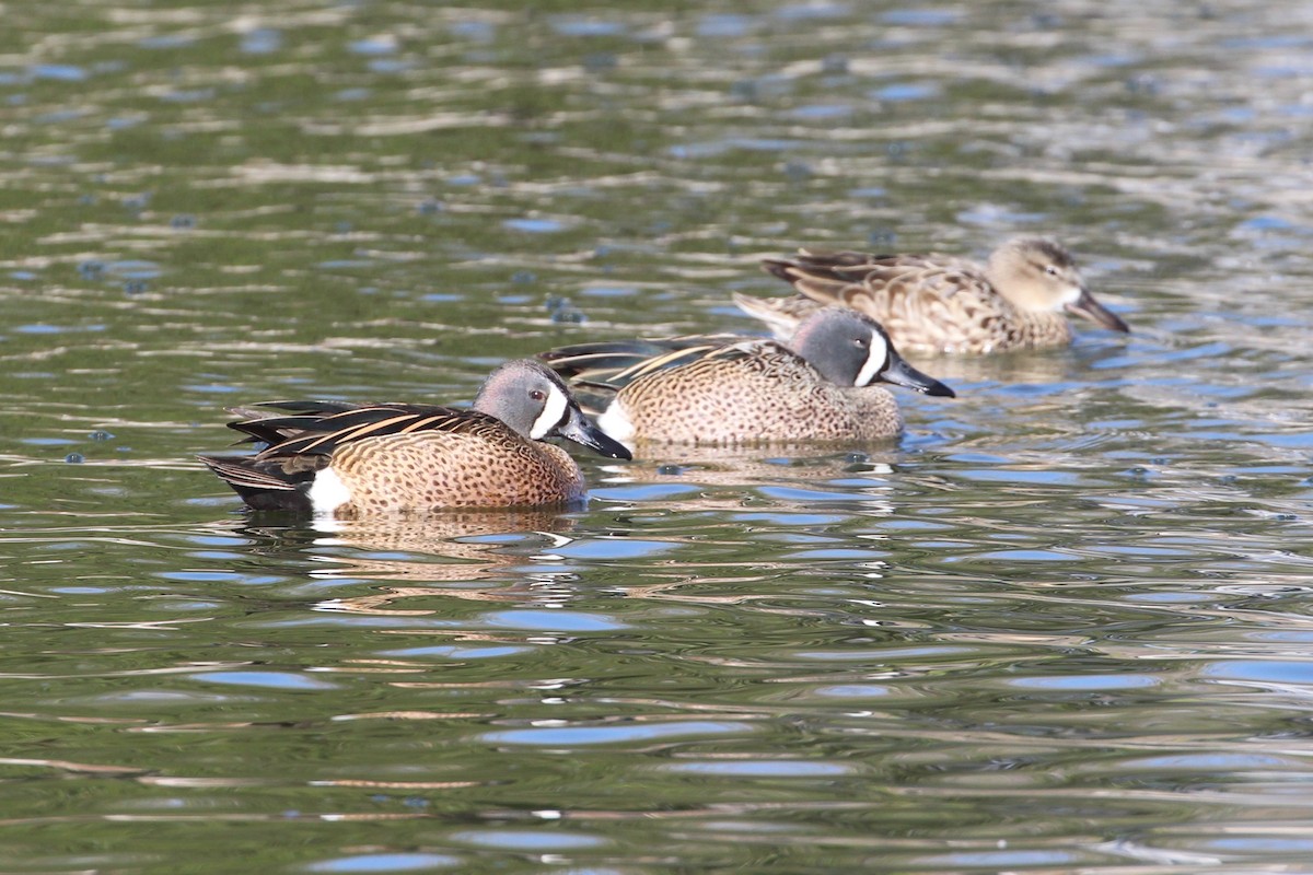 Blue-winged Teal - ML433304671