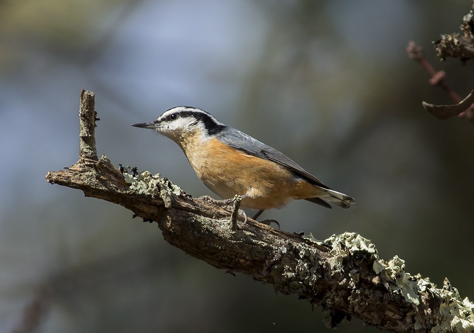 Red-breasted Nuthatch - ML43330691