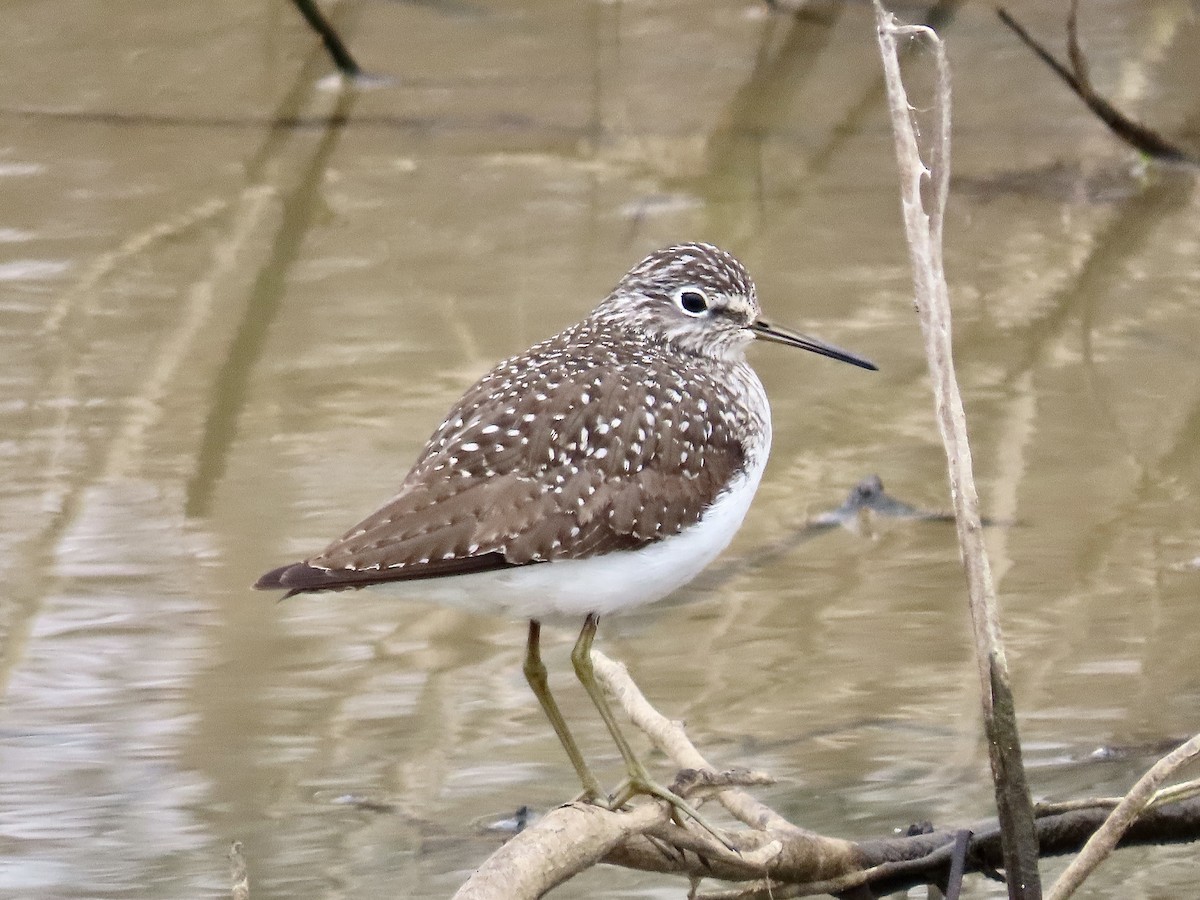 Solitary Sandpiper - Alan  Troyer