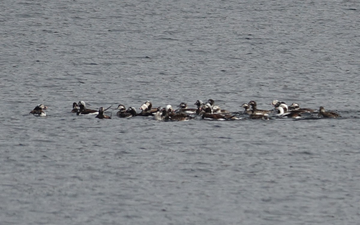 Long-tailed Duck - ML433308681