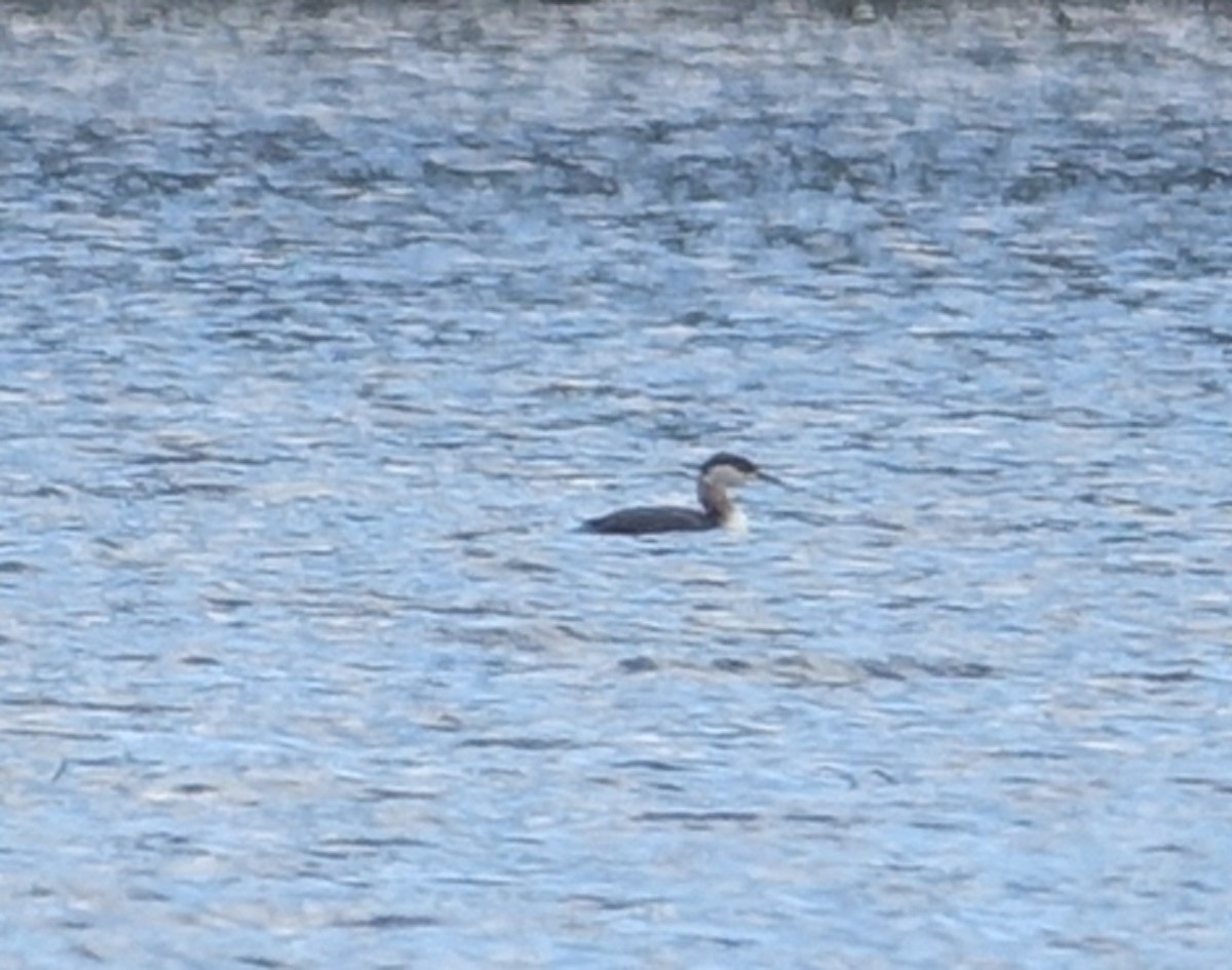 Red-necked Grebe - ML433308851