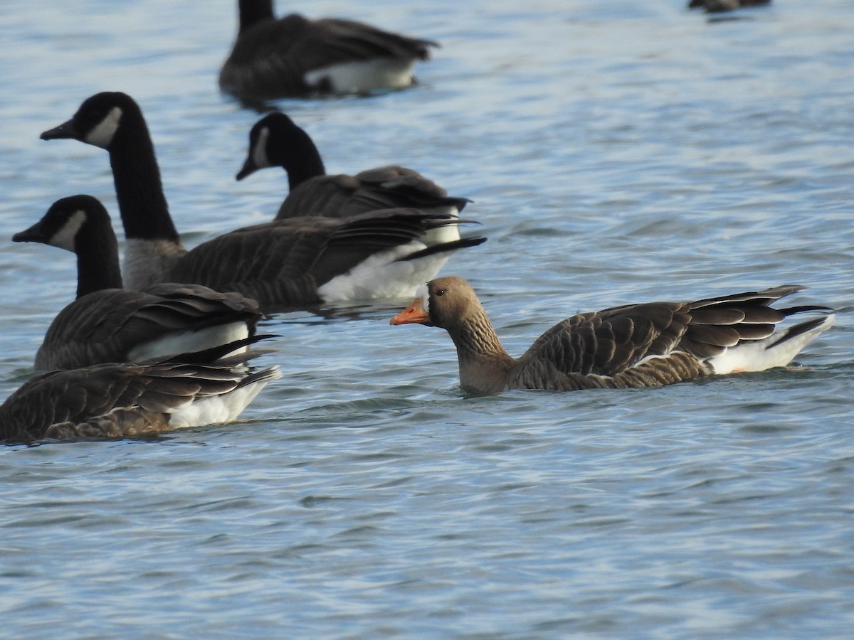 Greater White-fronted Goose - Laura Mae