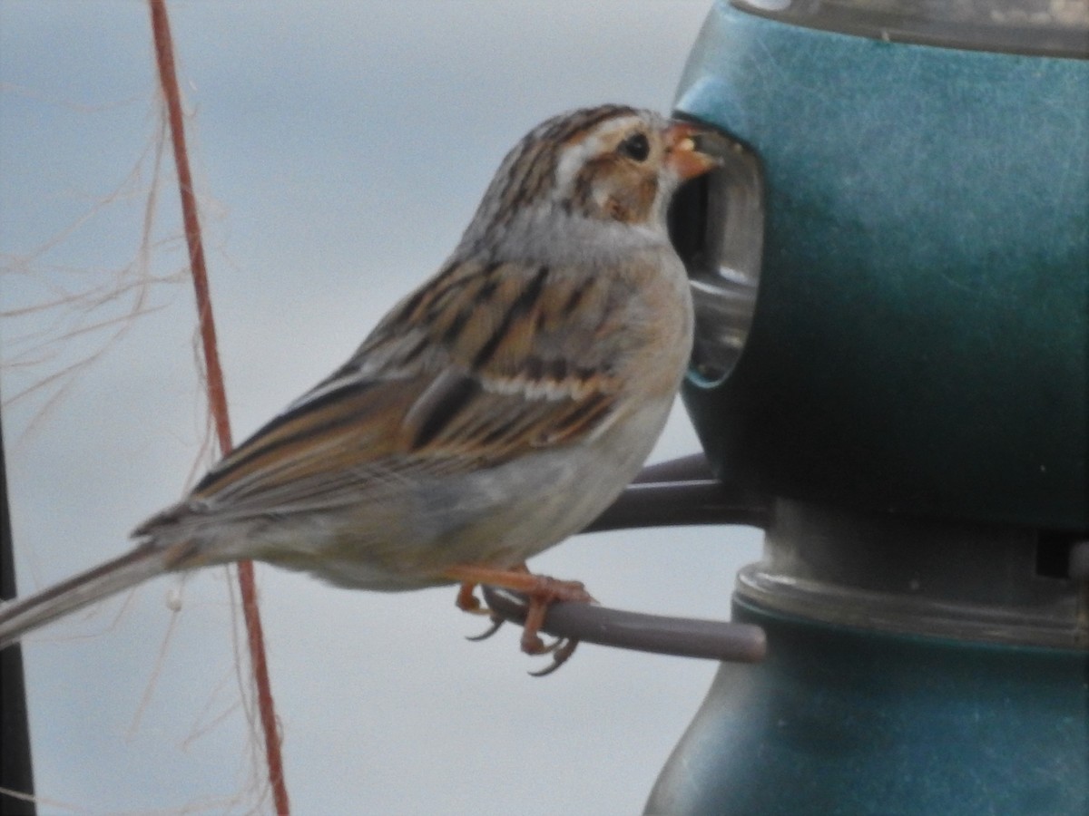 Clay-colored Sparrow - Ronnie Hewlette