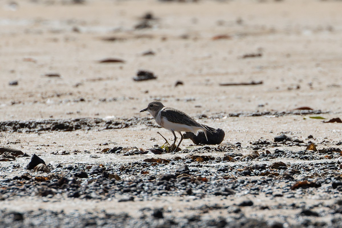 Double-banded Plover - ML433317241