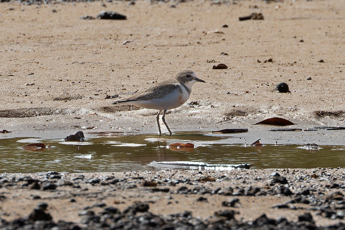 Double-banded Plover - ML433317251