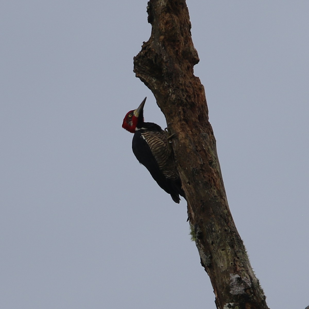 Crimson-crested Woodpecker - ML433319951