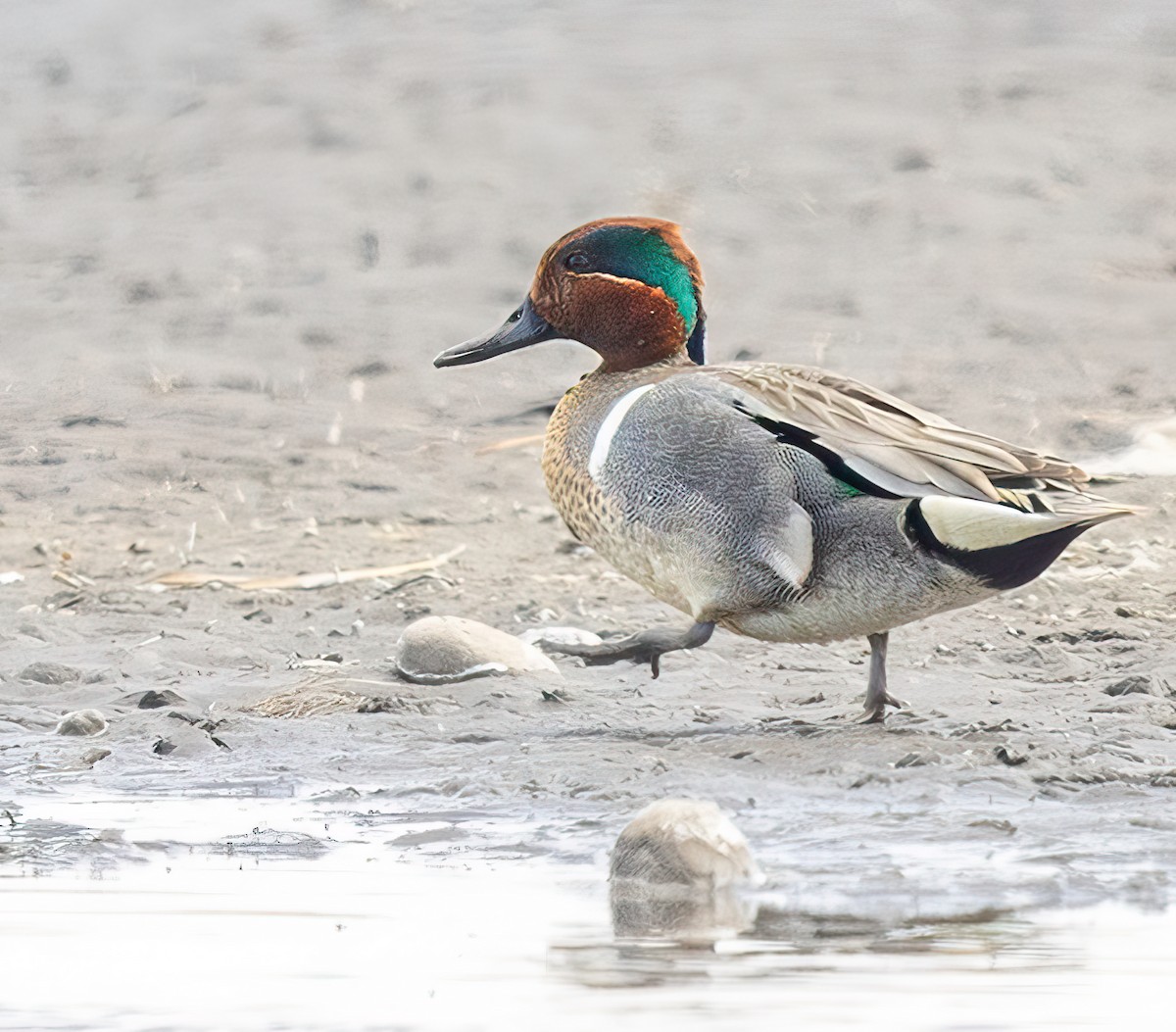 Green-winged Teal - Dave Clark