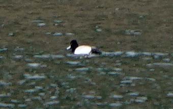 Greater Scaup - ML433326181