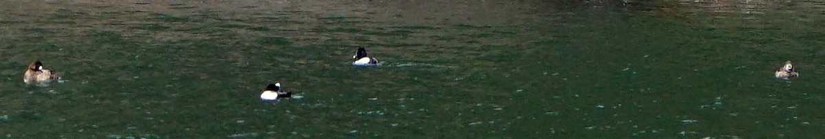 Greater Scaup - ML433326211