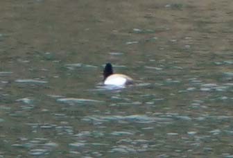 Greater Scaup - ML433326221