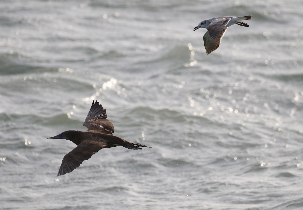 Brown Booby - ML433331131
