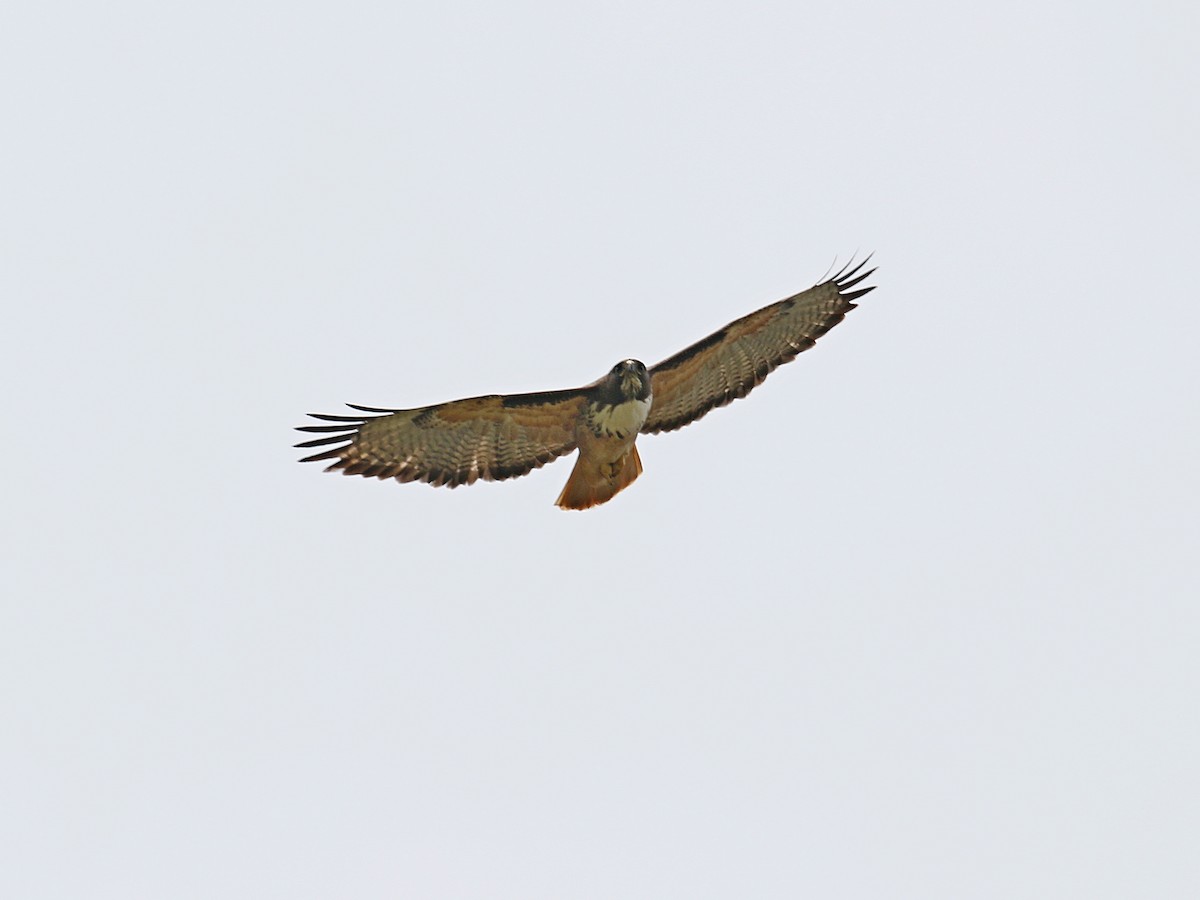 Red-tailed Hawk (costaricensis) - ML433331761