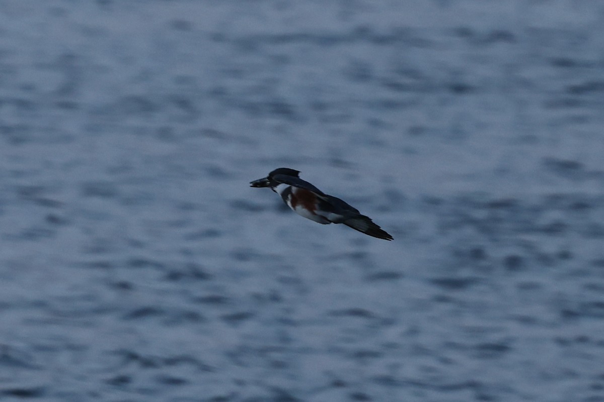 Belted Kingfisher - ML433332731