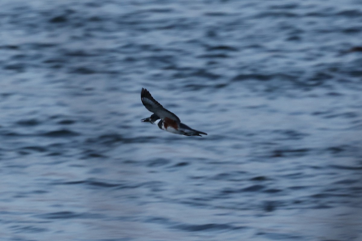 Belted Kingfisher - ML433332751