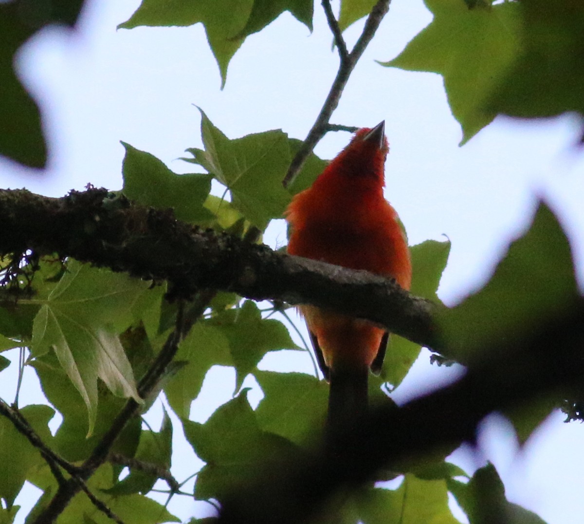 Flame-colored Tanager - ML43333511