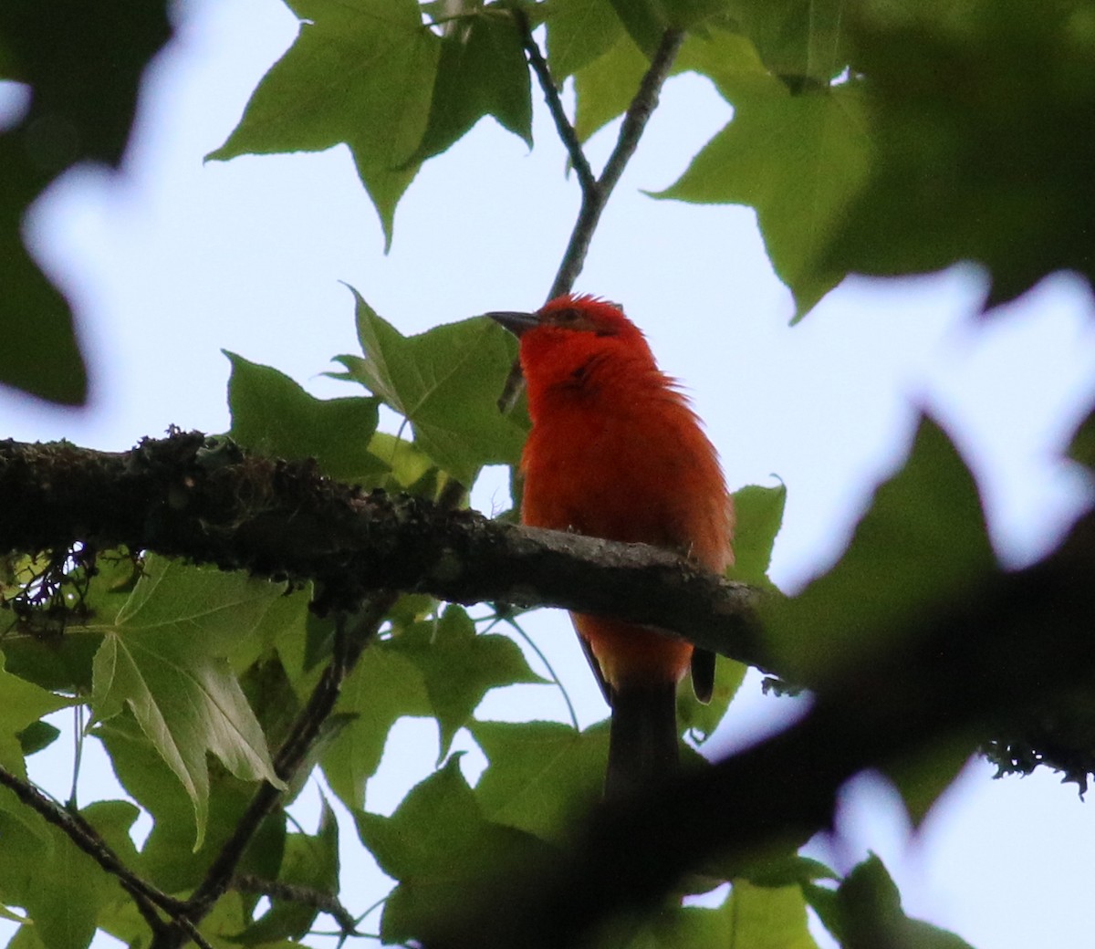 Flame-colored Tanager - ML43333521