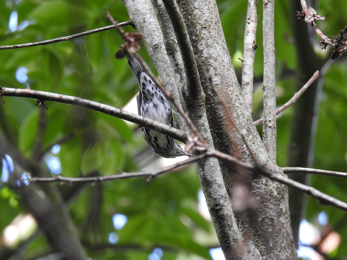 Black-and-white Warbler - ML433344541