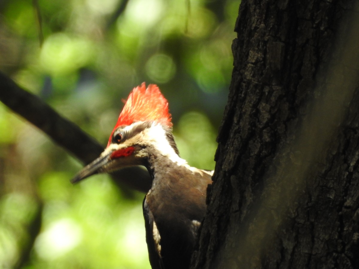 Pileated Woodpecker - Wendy Meehan
