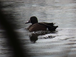 Blue-winged Teal, ML433344931