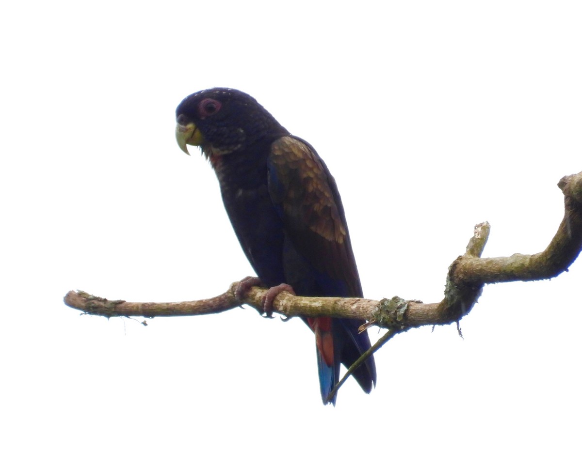 Bronze-winged Parrot - ML433350551