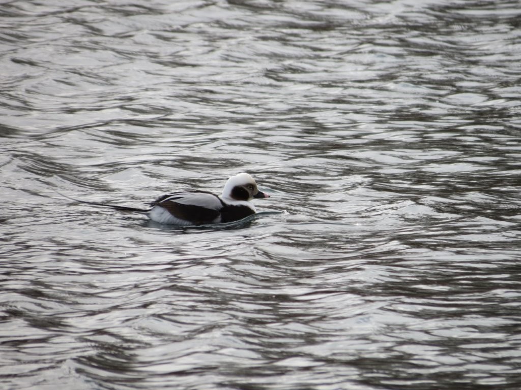 Long-tailed Duck - Sandy & Tom Anderson