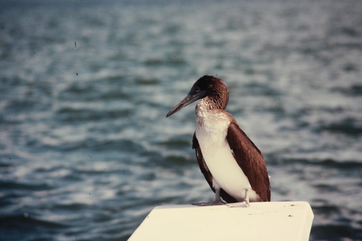 Blue-footed Booby - ML43336361