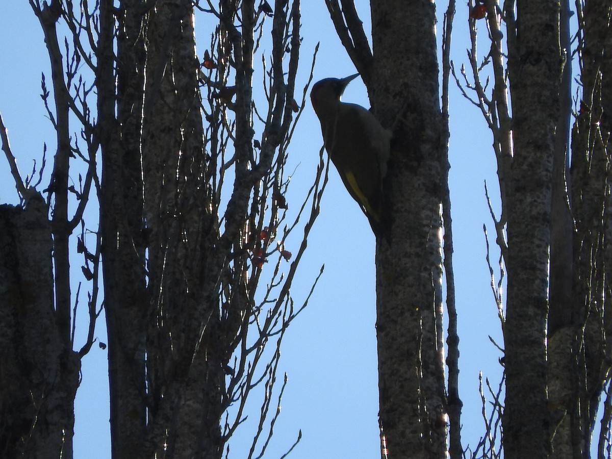 Iberian Green Woodpecker - ML43336681