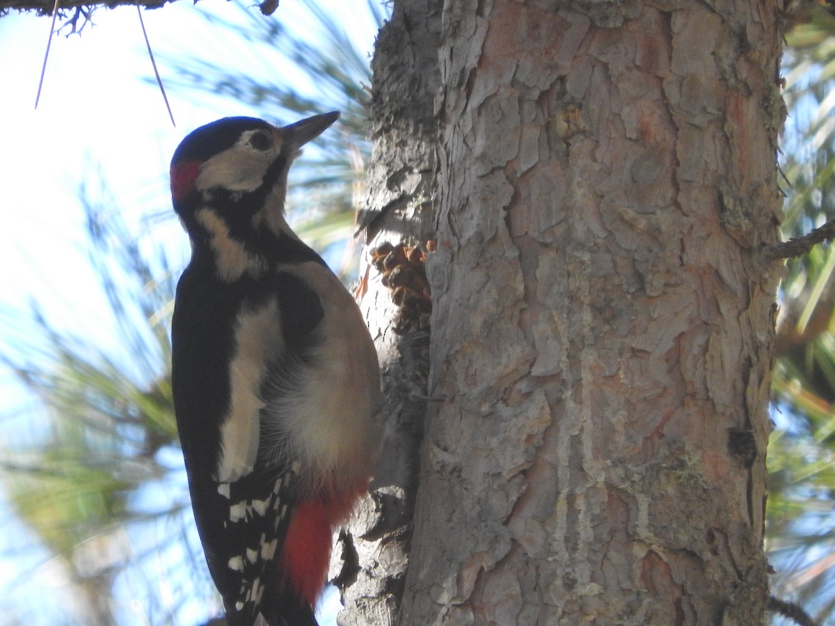 Great Spotted Woodpecker - ML43336791