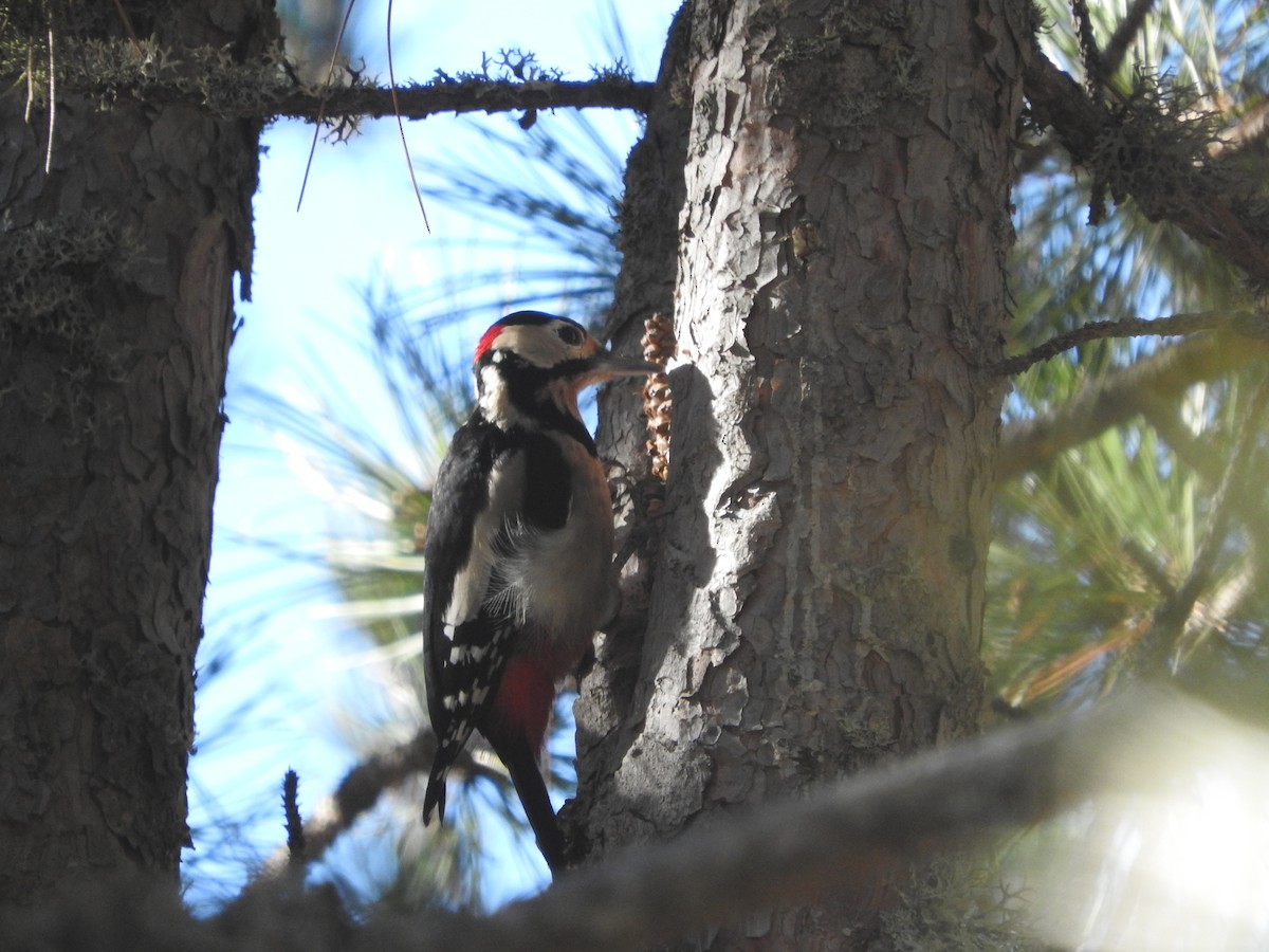 Great Spotted Woodpecker - Eneko Azkue