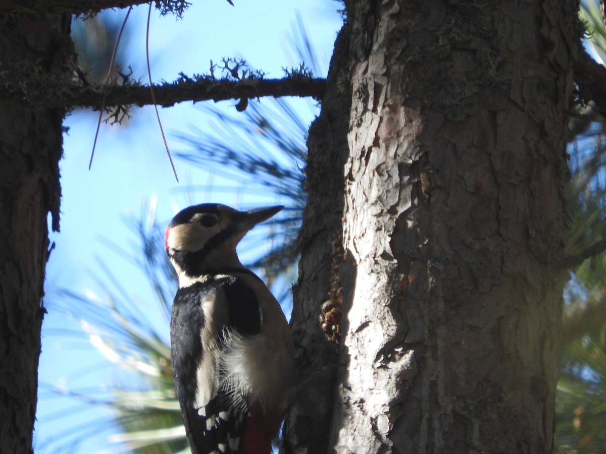 Great Spotted Woodpecker - ML43336831